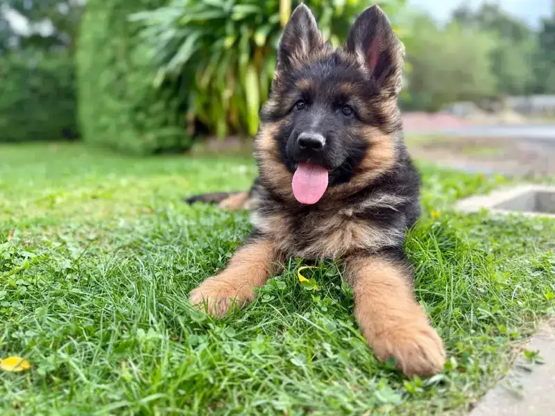 Protective German Shepherd Guard Dog | German Shepherd Security Dog | Best Dog for Security and Family